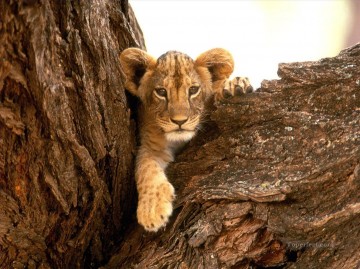  cut - Cute Lion Baby